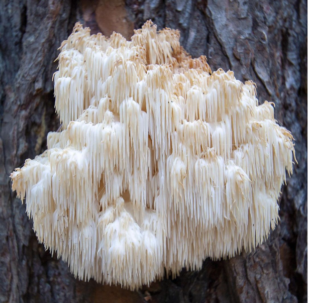 Boost your Health with Mushrooms!