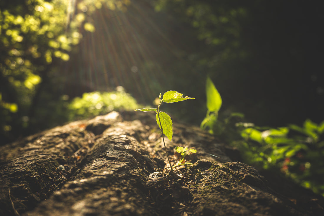 Gut Health: Caring for the garden within
